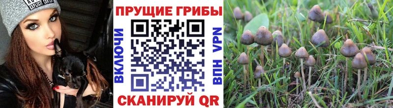 Псилоцибиновые грибы прущие грибы  Купить где  Глазов 